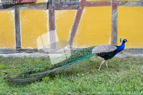 Image of Peacock at the ecomusee in Alsace