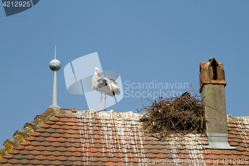 Image of Stork on a roof at the ecomusee in Alsace