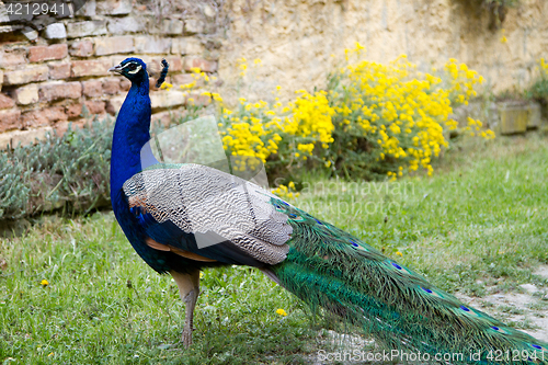 Image of Peacock at the ecomusee in Alsace