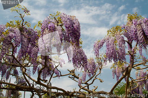 Image of Tree at thre The ecomusee in Alsace