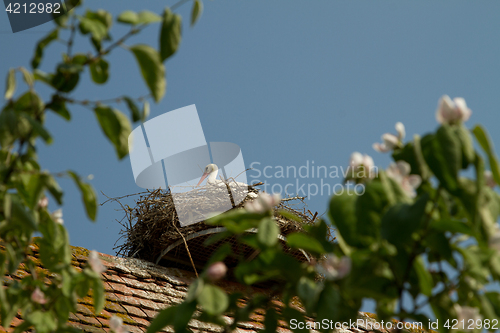 Image of Stork on a roof at the ecomusee in Alsace