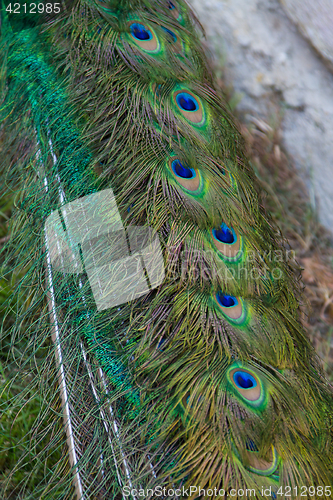 Image of Peacock at the ecomusee in Alsace