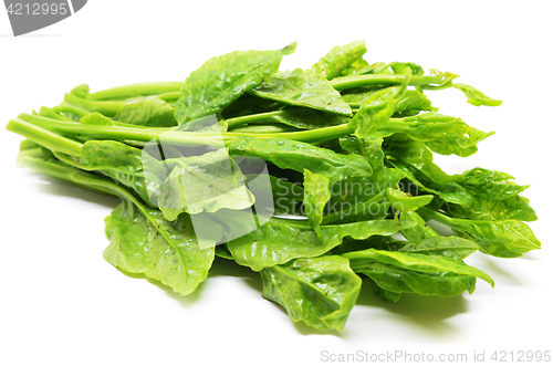 Image of Green Ceylon Spinach 