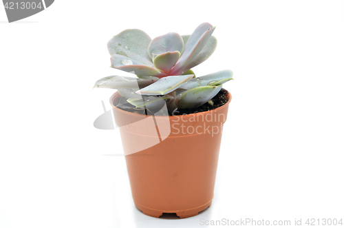 Image of Succulent plant in pot