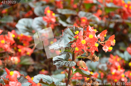 Image of Flowers begonia. Begonia is a flower of extraordinary beauty