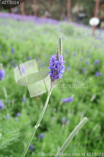 Image of Lavender flowers in nature