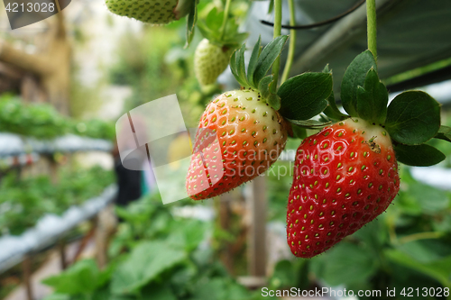 Image of Fresh strawberries that are grown in greenhouses