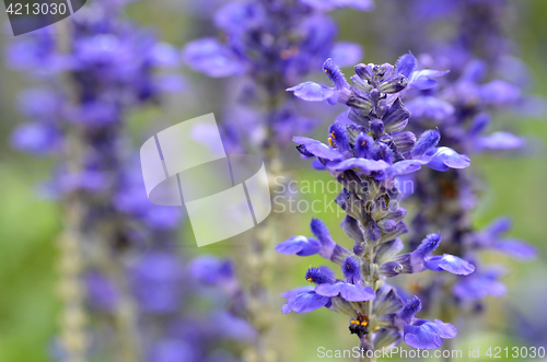 Image of Blooming blue bugleweeds Ajuga