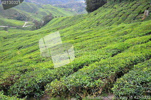 Image of Tea plantation located in Cameron Highlands