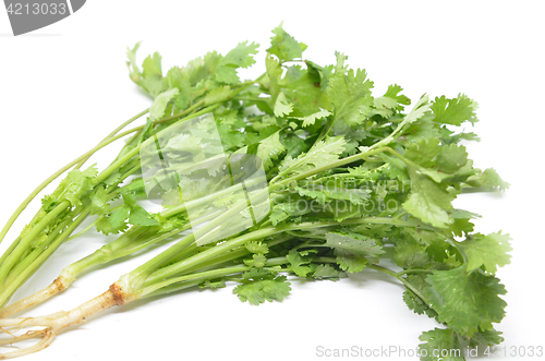 Image of Fresh coriander bunch