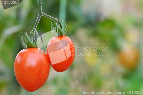 Image of Fresh red tomatoes