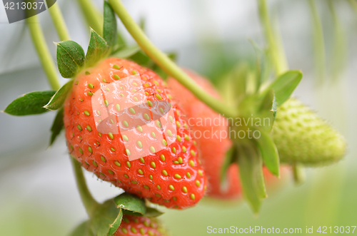 Image of Fresh strawberries that are grown in greenhouses