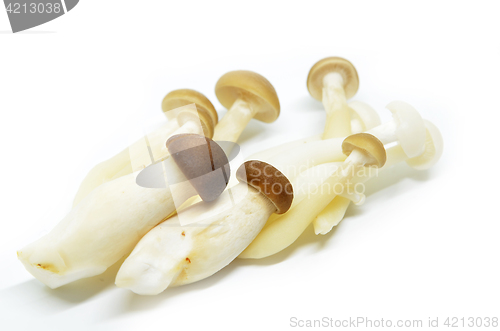 Image of Fresh shimeji mushroom 