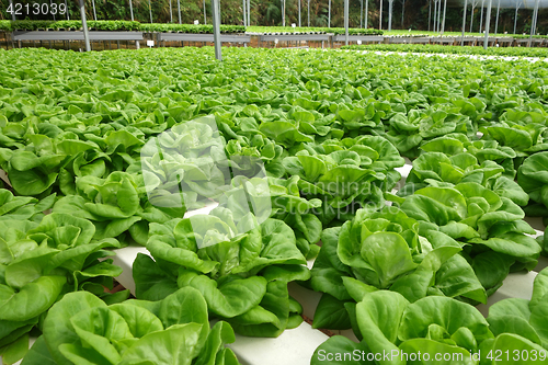 Image of Commercial greenhouse soilless cultivation of vegetables