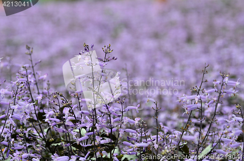 Image of Plectranthus Mona Lavender flowers