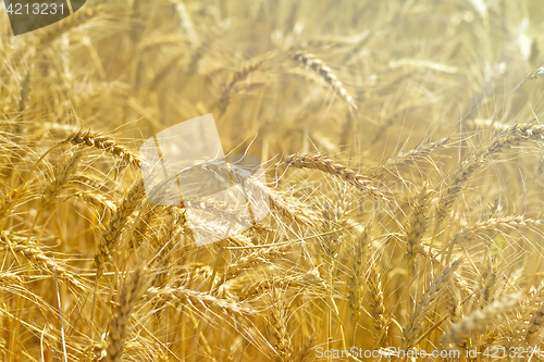 Image of Spikes wheat yellow