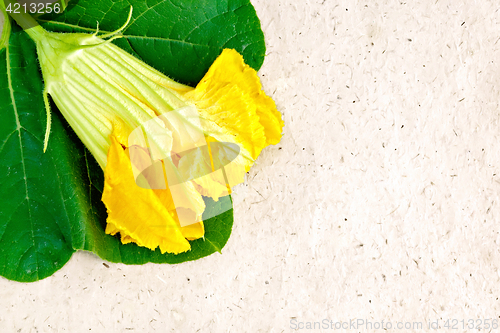 Image of Pumpkin flower on wrapping paper