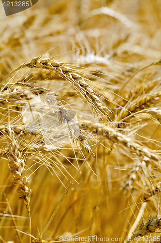 Image of Spikes wheat mature