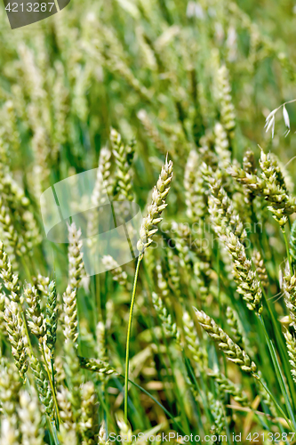 Image of Spikes of unripe wheat