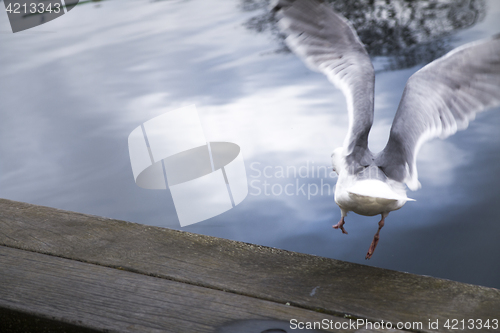 Image of Flying Seagull