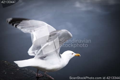 Image of Flying Seagull