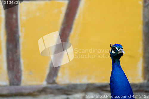 Image of Peacock at the ecomusee in Alsace