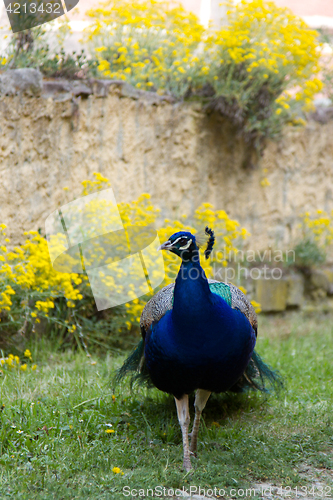 Image of Peacock at the ecomusee in Alsace