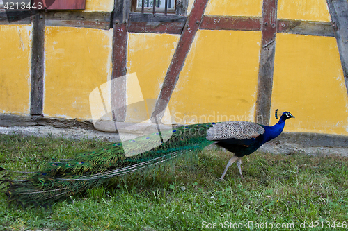 Image of Peacock at the ecomusee in Alsace