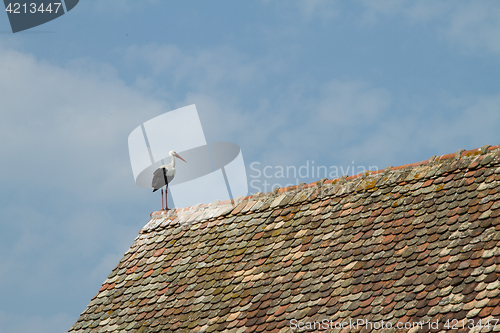 Image of Stork on a roof at the ecomusee in Alsace