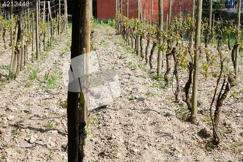 Image of Wineyard at the ecomusee in Alsace