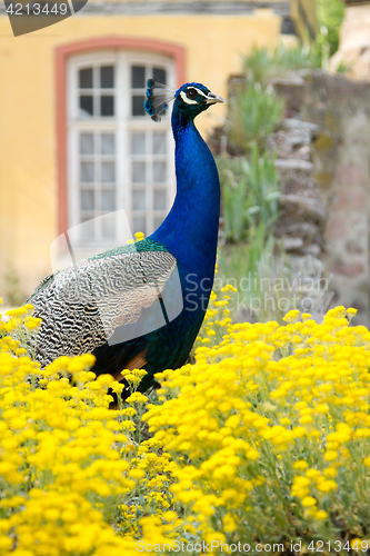 Image of Peacock at the ecomusee in Alsace