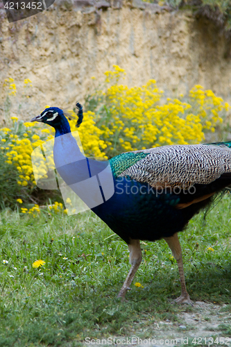 Image of Peacock at the ecomusee in Alsace