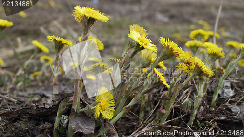 Image of  coltsfoot Yellow primroses 