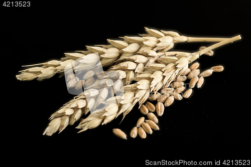 Image of wheat ears