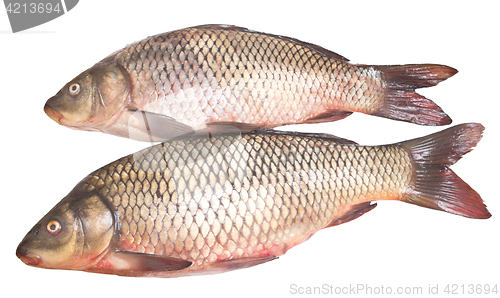 Image of two carps