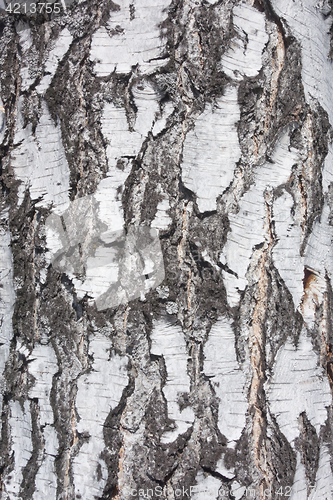 Image of birch background