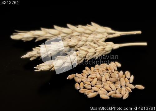 Image of wheat ears