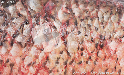 Image of fish skin