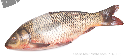 Image of fresh carp