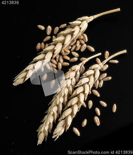 Image of wheat ears