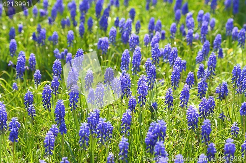 Image of Grape hyacinth.