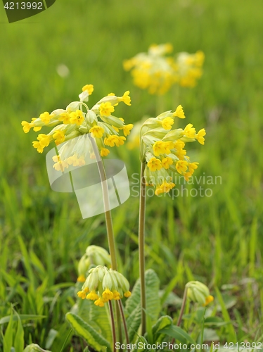 Image of Primula veris