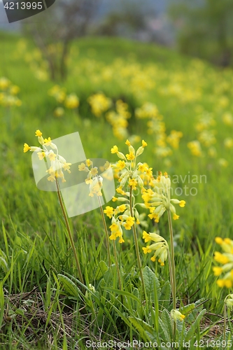 Image of Primula veris