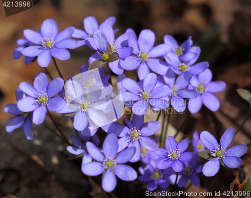 Image of Anemone hepatica