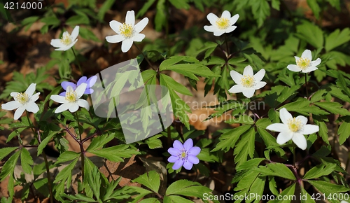 Image of Anemones.