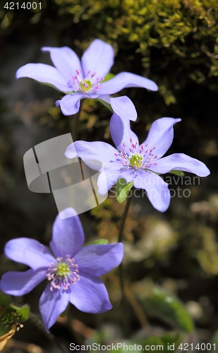 Image of Anemone hepatica