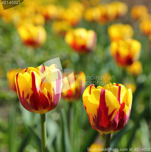 Image of Tulips.