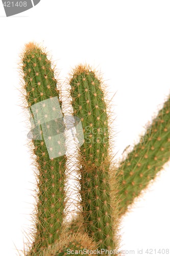 Image of cactus