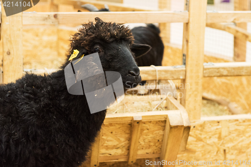 Image of Black sheep at farm