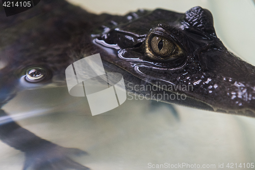 Image of Beautiful caiman crocodile
